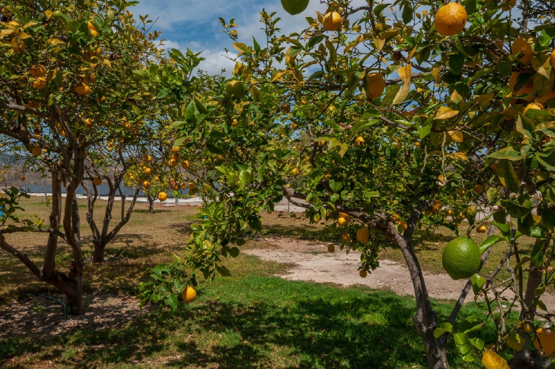 country house in Teulada(Zona de la playa) for sale, built area 238 m², air-condition, plot area 14129 m², 5 bedroom, 4 bathroom, swimming-pool, ref.: COB-3457-10535-26