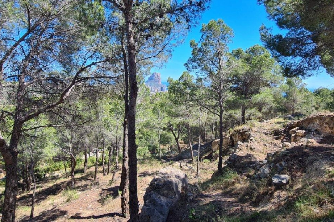 residential ground in Calpe for sale, air-condition, plot area 2500 m², ref.: AM-11750NS-5